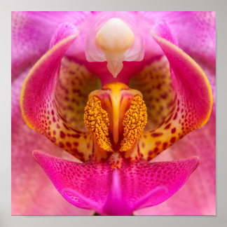 Poster Orquídea Vibrante