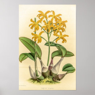 Poster Orquídea Vintage Laelia Flava