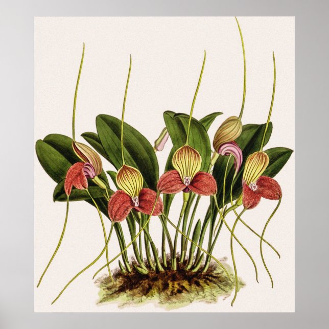 Poster Orquídea Vintage Masdevallia Shuttleworth (Frente)