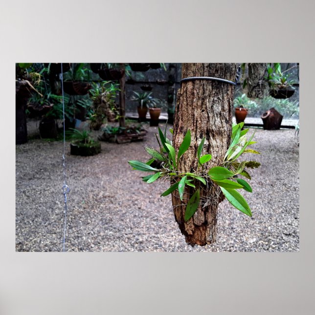 Poster orquideas 01 (Frente)