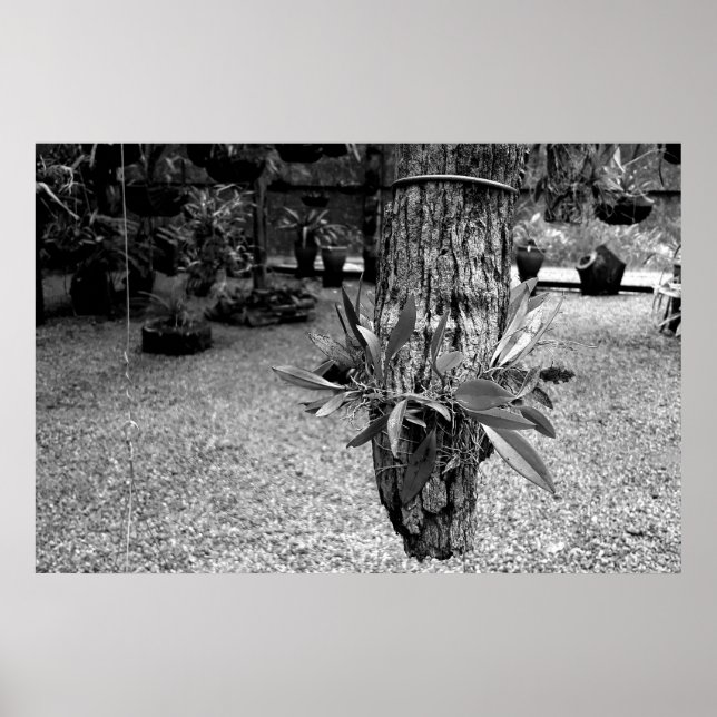 Poster orquideas 02 (Frente)