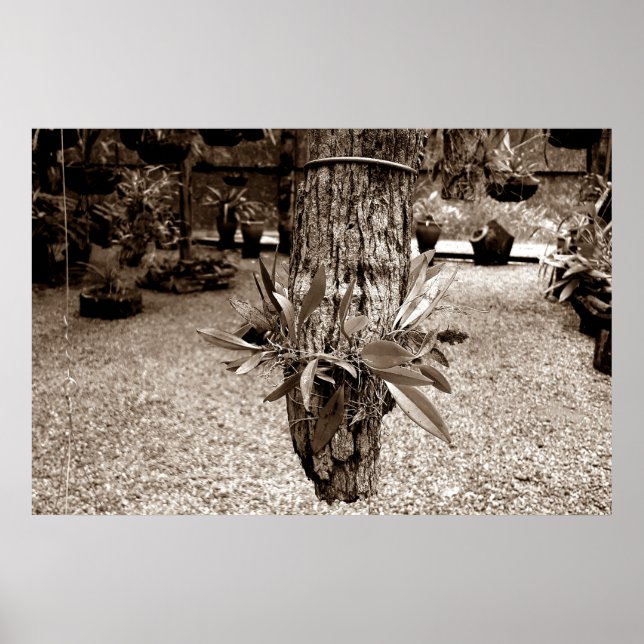 Poster orquideas 03 (Frente)