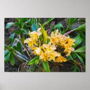 Poster Orquídeas amarelas de Cattleya no Havaí