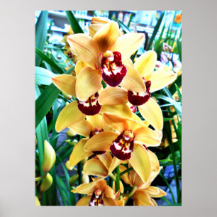Poster Orquídeas amarelas do Cymbidium