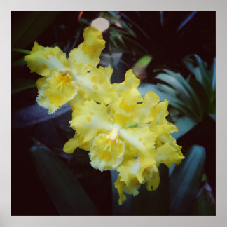 Poster Orquídeas amarelas sobre fundo escuro