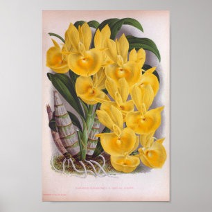 Poster Orquídeas Amarelas Vintage Lush Catasetum Bungerot