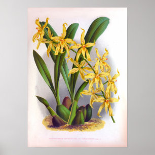 Poster Orquídeas Amarelas Vintage Odontoglossun Ordoratum