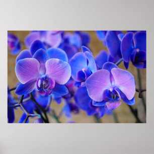 Poster Orquídeas Azuis e Rosa