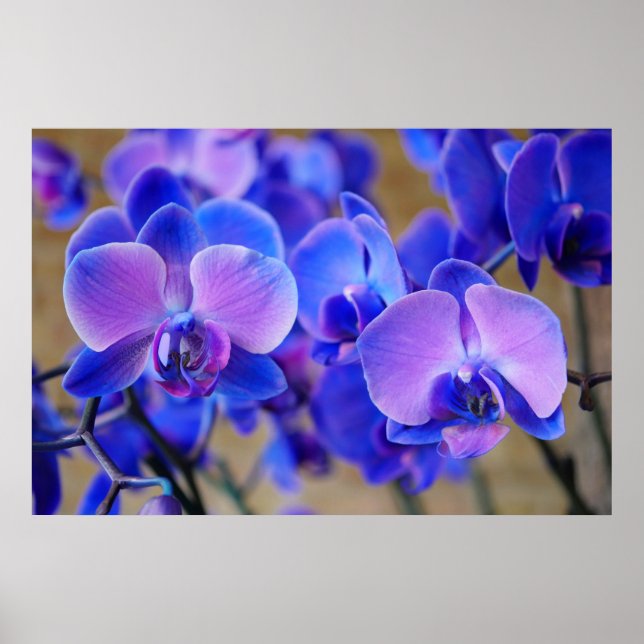 Poster Orquídeas Azuis e Rosa (Frente)