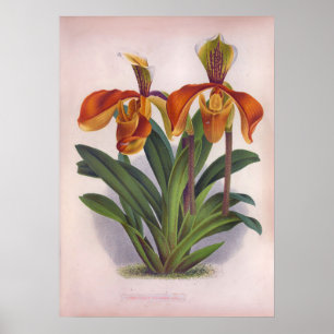 Poster Orquídeas bonito de Orange Vintage Cypripedito Vil