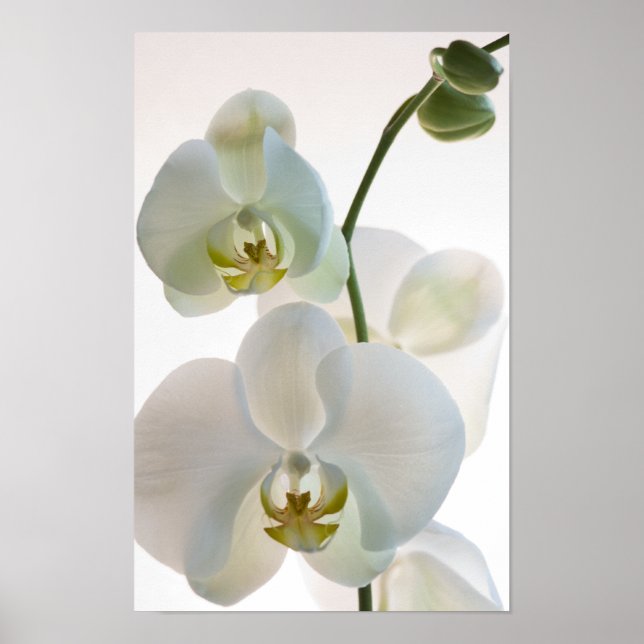 Póster Orquídeas Brancas (Frente)