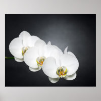Orquídeas brancas