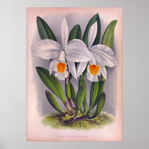 Poster Orquídeas Brancas Cattleya Virginalis