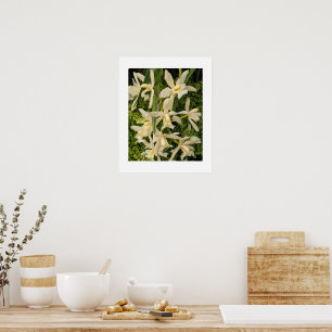 Poster Orquídeas Brancas e Ferns Floral