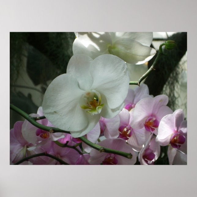Poster Orquídeas brancas e roxas (Frente)