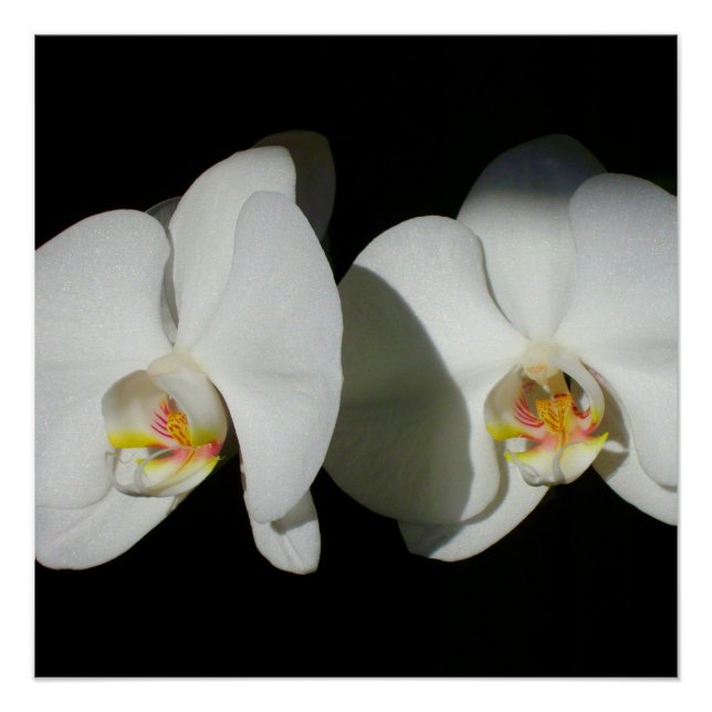 Póster Orquídeas Brancas Elegantes, foto floral tropical (Frente)