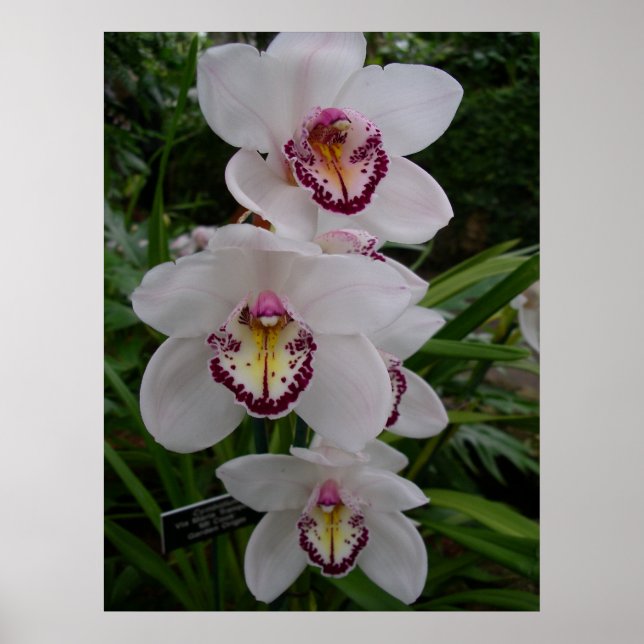 Póster Orquídeas Brancas Lindas Flores Tropicais (Frente)