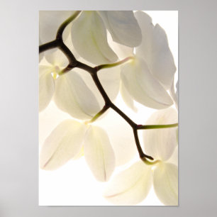 Póster Orquídeas brancas sobre branco