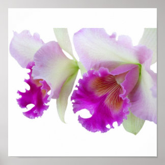 Poster Orquídeas (Cattleya)