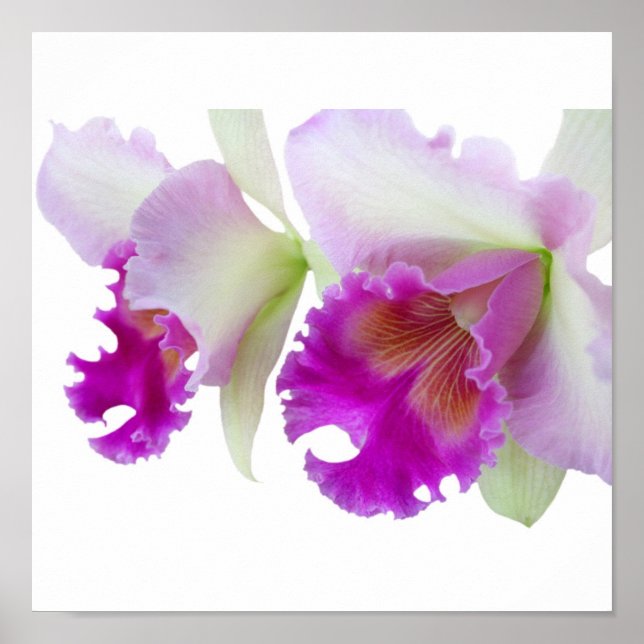 Poster Orquídeas (Cattleya) (Frente)