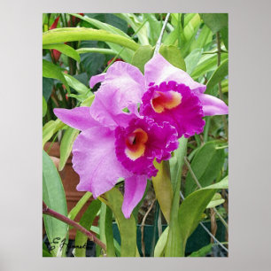 Poster Orquídeas de Cattleya Roxo