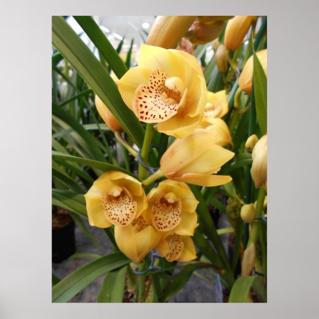Póster Orquídeas de Cymbidium Amarelas (Frente)