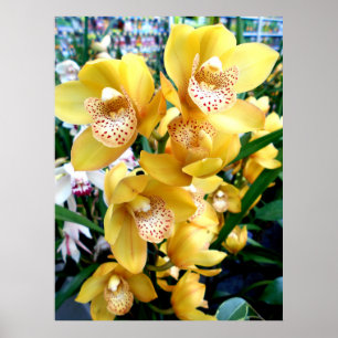 Póster Orquídeas de Cymbidium Amarelas