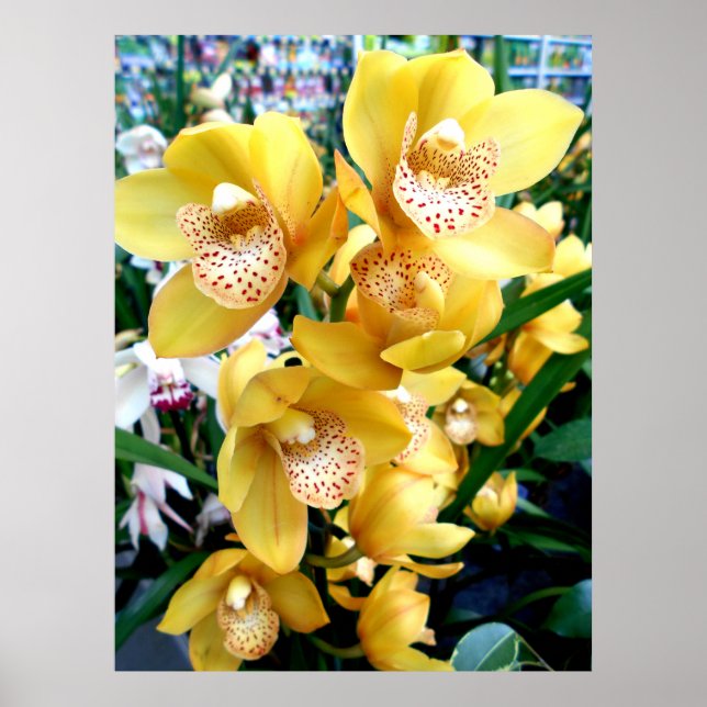 Póster Orquídeas de Cymbidium Amarelas (Frente)