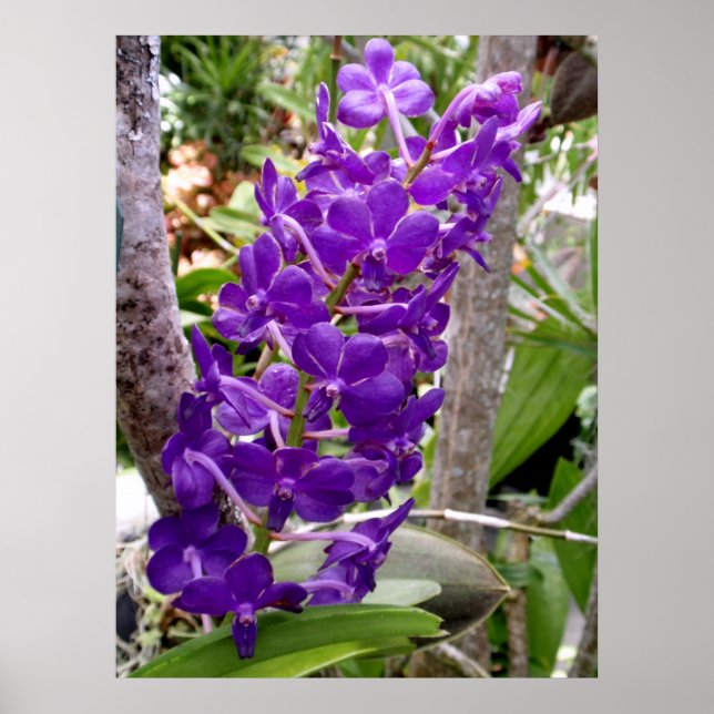 Póster Orquídeas de vanda (Frente)