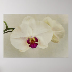 Poster Orquídeas Flores Fecham Arte