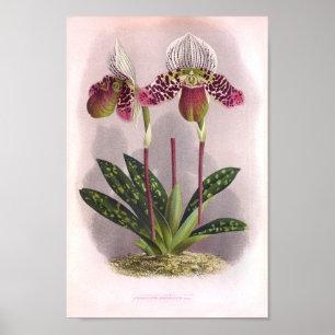 Poster Orquídeas Gêmeas Roxas Vintage Cypripedium Moensia