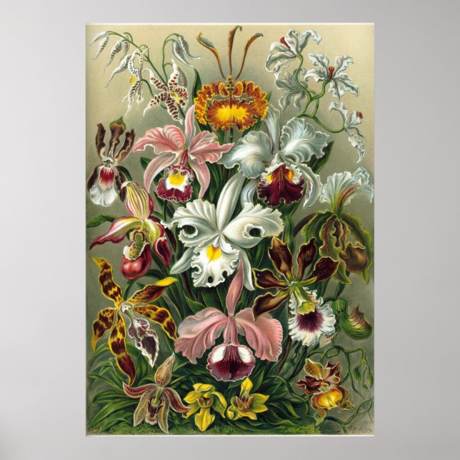 Póster Orquídeas Haeckel (Frente)