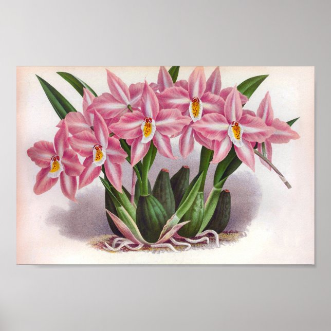 Poster Orquídeas Lusciosas Lusciosas Crispum Fastuosum (Frente)