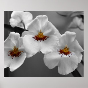 Póster Orquídeas monocromáticas