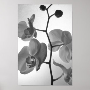 Poster Orquídeas Negras e Brancas no Tronco
