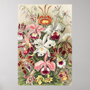 Poster Orquídeas, Orquídeas Denusblumen de Ernst Haecke