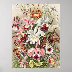 Poster Orquídeas, Orquídeas Denusblumen de Ernst Haecke