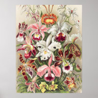 Orquídeas, Orquídeas Denusblumen de Ernst Haeckel