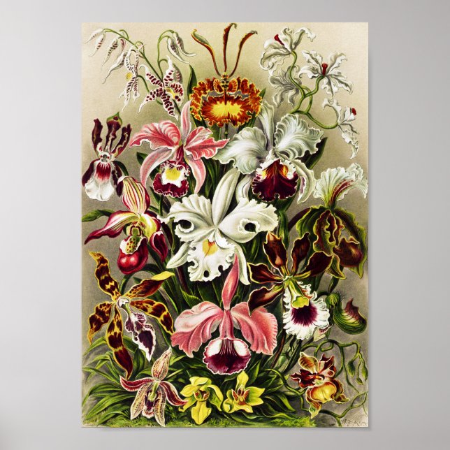 Poster Orquídeas, Orquídeas Denusblumen Ernst Haeckel (Frente)