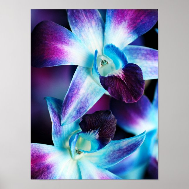 Póster Orquídeas Personalizadas da Orquídea Dendrobium Ro (Frente)
