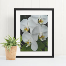 Orquídeas Phalaenopsis Brancas Florais