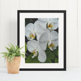 Poster Orquídeas Phalaenopsis Brancas Florais