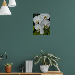 Poster Orquídeas Phalaenopsis Brancas Florais