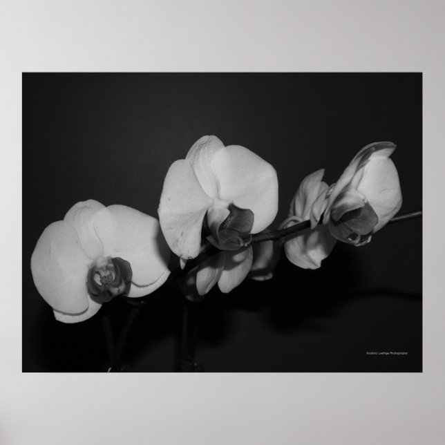 Póster orquídeas pretas e brancas (Frente)