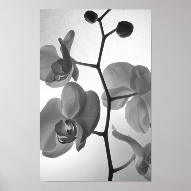 Poster Orquídeas Pretas e Brancas no Caule (Frente)