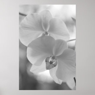 Póster Orquídeas preto e branco