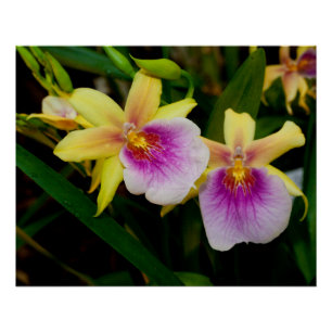 Póster Orquídeas Púrpura Amarelas Miltonia Sunset