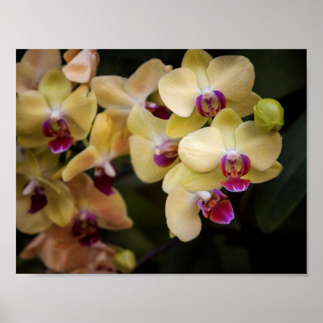 Poster Orquídeas rosa e amarela (Frente)