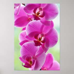 Poster Orquídeas Rosa Lindas