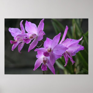 Poster Orquídeas roxas
